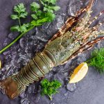 Live Lobster