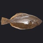 Halibut