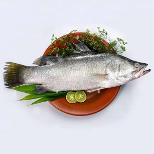 Seaperch (Baramundi)