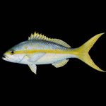 Yellow Tail Snapper