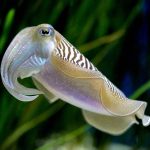 Cuttel Fish