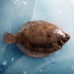 Lemon Sole