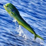Mahi mahi