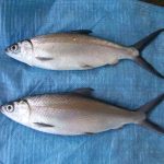 Milk Fish