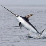 Sword Fish