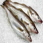 Whiting Fish